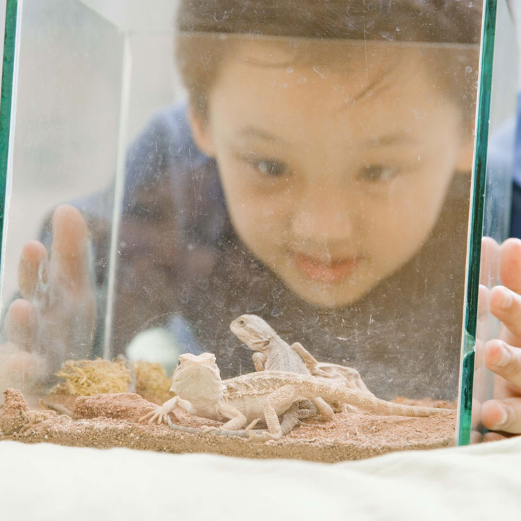 child looking at lizards in a  tank